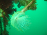 tube worm.JPG